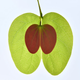 “Green Apple” / Highly Commended - Macro Art